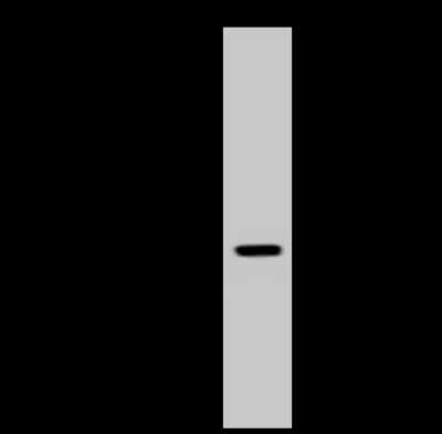 Western Blot: PDXDC1 Antibody [NBP2-97693]