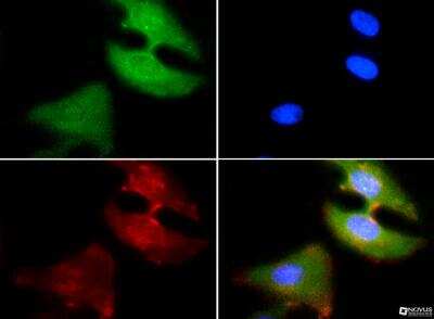 Immunocytochemistry/ Immunofluorescence: PDZK1 Antibody [NB400-149]