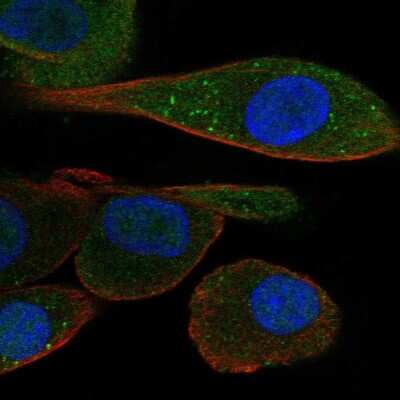 Immunocytochemistry/ Immunofluorescence: PDZK1 Antibody [NBP1-82572]