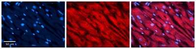 Immunohistochemistry-Paraffin: PEA-15 Antibody [NBP2-88031]