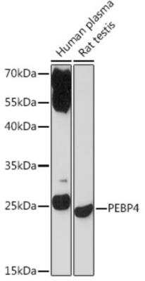 Western Blot: PEBP4 AntibodyAzide and BSA Free [NBP2-94384]