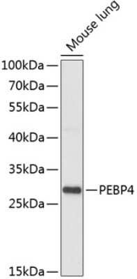 Western Blot: PEBP4 AntibodyAzide and BSA Free [NBP2-94404]