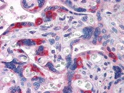 Immunohistochemistry-Paraffin: PEG10 Antibody (1B1C4) - BSA Free [NBP1-28875]