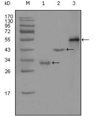 Western Blot: PEG10 Antibody (1B1C4)BSA Free [NBP1-28875]