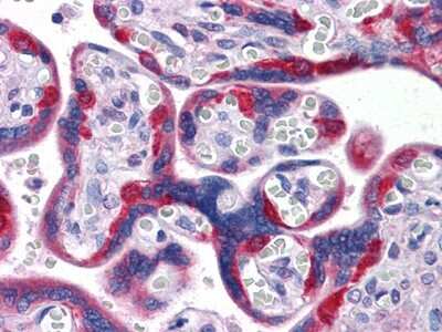 Immunohistochemistry-Paraffin: PEG10 Antibody (4C10A7) - BSA Free [NBP1-28900]