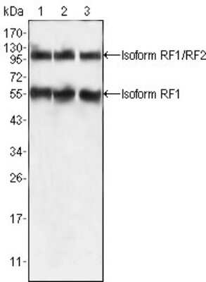 Western Blot: PEG10 Antibody (4C10A7)BSA Free [NBP1-28900]