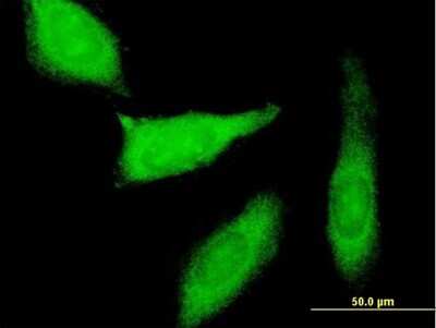 Immunocytochemistry/ Immunofluorescence: PEG10 Antibody [H00023089-B01P]