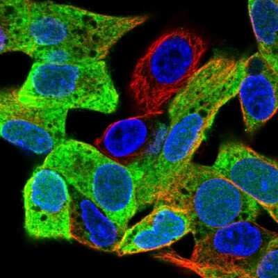 Immunocytochemistry/ Immunofluorescence: PEG10 Antibody [NBP2-13749]