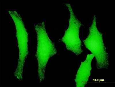 Immunocytochemistry/ Immunofluorescence: PELO Antibody [H00053918-B01P]