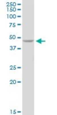 Western Blot: PELO Antibody [H00053918-B01P]
