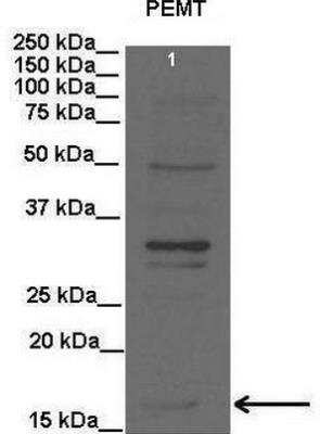 Western Blot: PEMT Antibody [NBP1-59580]