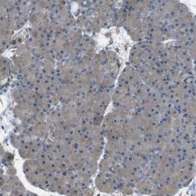 Immunohistochemistry-Paraffin: PEPD Antibody [NBP1-86072]