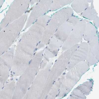 Immunohistochemistry-Paraffin: PEPD Antibody [NBP1-86072]