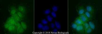 Immunocytochemistry/ Immunofluorescence: PER2 Antibody - BSA Free [NB100-125]