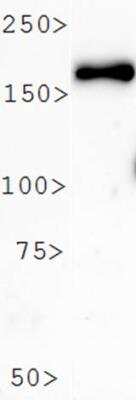 Western Blot: PER2 AntibodyBSA Free [NB100-125]
