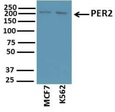 Western Blot: PER2 AntibodyBSA Free [NB100-125]