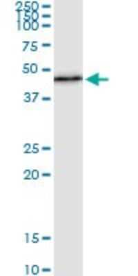 Immunoprecipitation: PER3 Antibody (3A7) [H00008863-M01]
