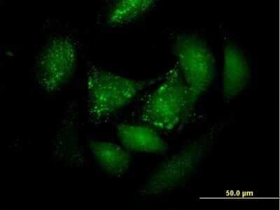 Immunocytochemistry/ Immunofluorescence: PER3 Antibody [H00008863-B01P]