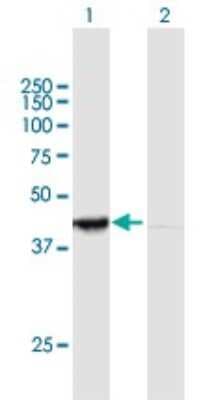 Western Blot: PER3 Antibody [H00008863-B01P]