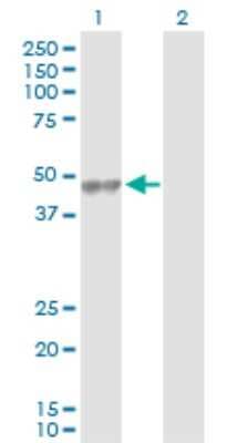 Western Blot: PER3 Antibody [H00008863-D01P]