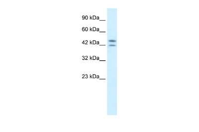 Western Blot: PER3 Antibody [NBP3-10333]
