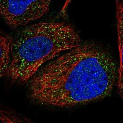 Immunocytochemistry/ Immunofluorescence: PEX1 Antibody [NBP1-80577]