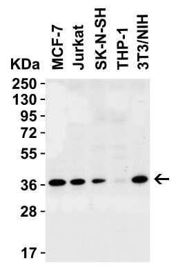 Western Blot: PEX10 AntibodyBSA Free [NBP3-18137]