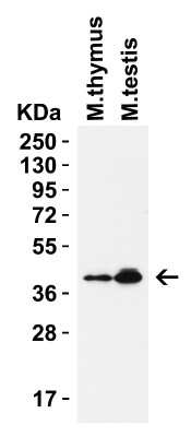 Western Blot: PEX10 AntibodyBSA Free [NBP3-18137]