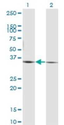 Western Blot: PEX19 Antibody (2E4) [H00005824-M07]