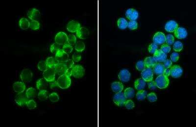 Immunocytochemistry/ Immunofluorescence: PEX19 Antibody (533) [NBP2-43757]
