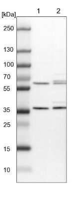 Western Blot: PEX19 Antibody [NBP1-92255]
