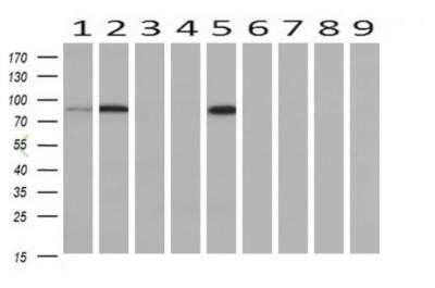 Western Blot: PFKP Antibody (OTI1D6)Azide and BSA Free [NBP2-73344]