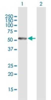 Western Blot: PFTK1 Antibody [H00005218-B01P]