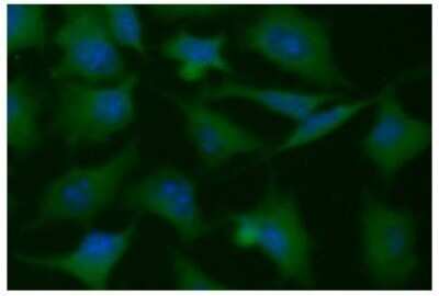 Immunocytochemistry/ Immunofluorescence: PGAM1 Antibody (1G4) - BSA Free [NBP2-59418]
