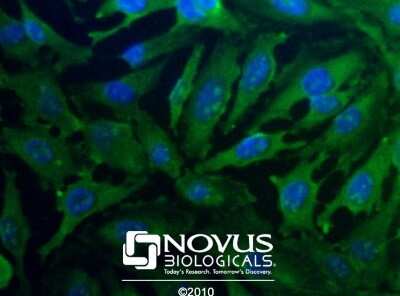 Immunocytochemistry/ Immunofluorescence: PGAM1 Antibody - BSA Free [NBP1-49532]