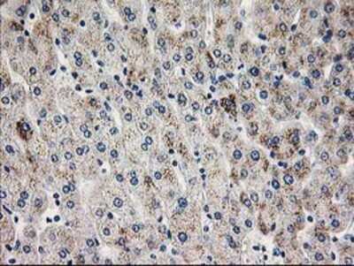 Immunohistochemistry-Paraffin: PGAM2 Antibody (OTI4E9) [NBP2-01142]