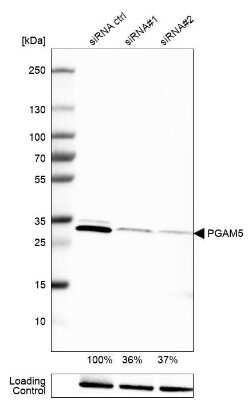 Western Blot: PGAM5 Antibody (CL0624) [NBP2-52947]