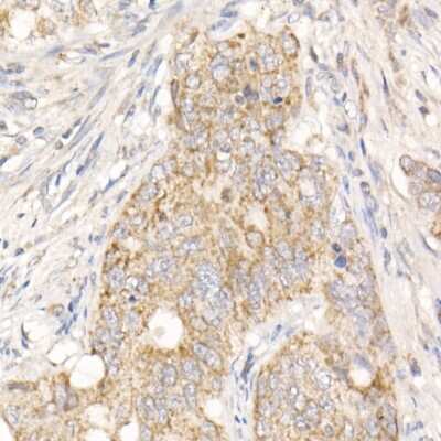 Immunohistochemistry-Paraffin: PGAM5 Antibody - Azide and BSA Free [NBP2-93600]
