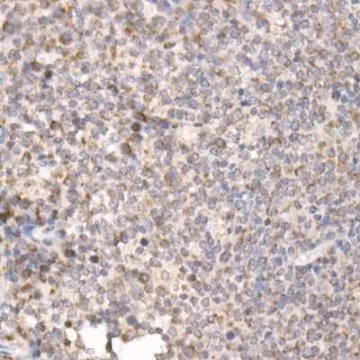 Immunohistochemistry-Paraffin: PGAM5 Antibody - Azide and BSA Free [NBP2-93600]