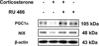 Western Blotting of PGC1 alpha in Vehicle or RU 486 Injected Mice