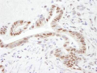 Immunohistochemistry-Paraffin: PGC1 alpha Antibody [NB100-1750]