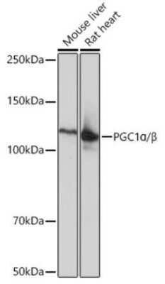 Western Blot: PGC1 alpha/beta Antibody (5K0F4) [NBP3-08972]