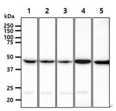 Western Blot: PGD Antibody (46B3)BSA Free [NBP2-59449]