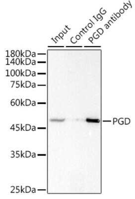 Immunoprecipitation: PGD Antibody (9A2M7) [NBP3-15277]