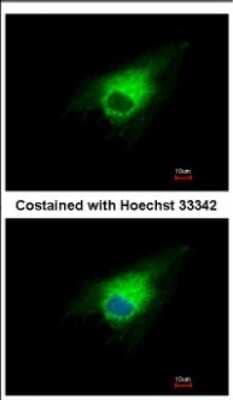 Immunocytochemistry/ Immunofluorescence: PGD Antibody [NBP2-19783]