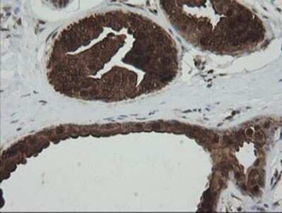Immunohistochemistry: PGD Antibody (OTI2A5) - Azide and BSA Free [NBP2-73361]