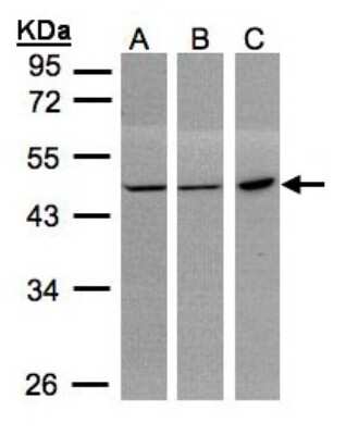 Western Blot: PGD Antibody [NBP1-31589]