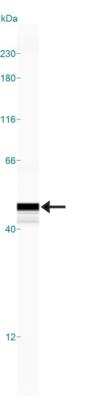 Simple Western: PGD2 Synthase/PTGDS AntibodyBSA Free [NB110-59909]
