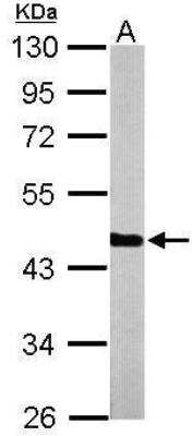 Western Blot: PGK1 Antibody [NBP1-33685]