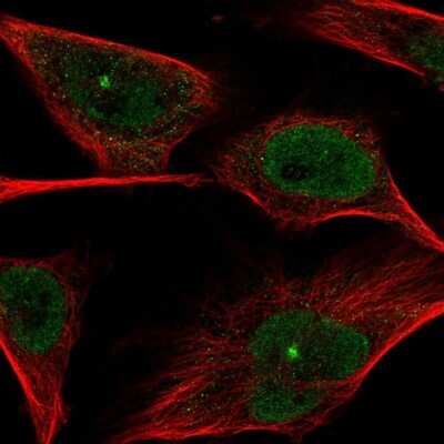 Immunocytochemistry/ Immunofluorescence: PGLS Antibody [NBP2-47334]
